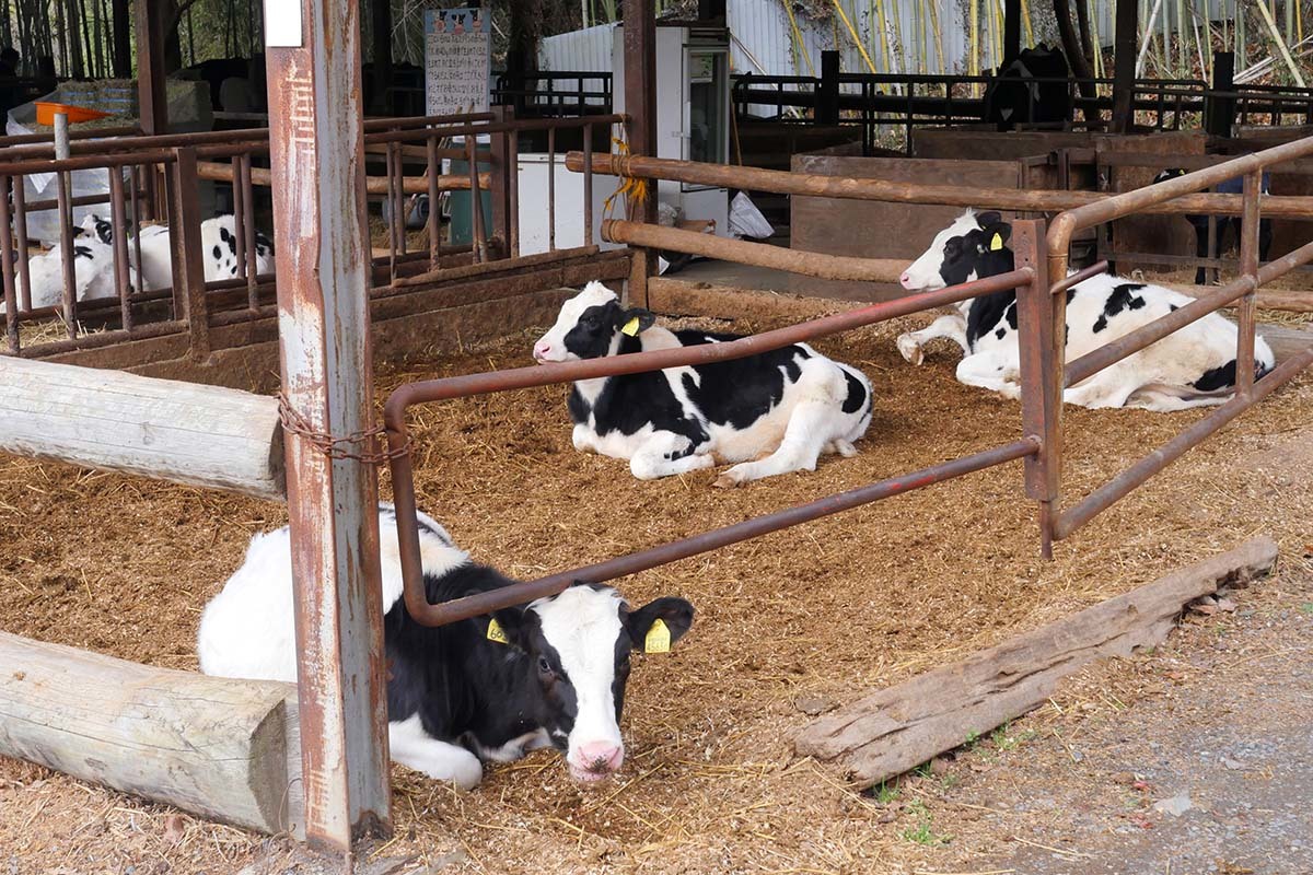 牛舎で牛が3頭いる写真