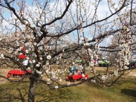 「太伯振興梅まつり」の様子