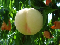 岡山の白桃の写真