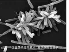 レジオネラ属菌の画像