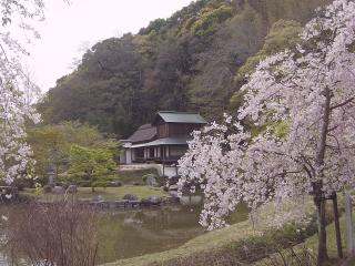 近水園の桜と吟風閣