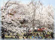 瀬戸公園の桜