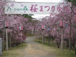 八重紅枝垂桜の写真1