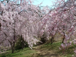 八重紅枝垂桜の写真2
