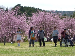 八重紅枝垂桜の写真3
