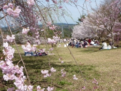 桜満開の様子2