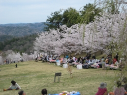 桜満開の様子3