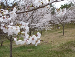 桜満開の様子4