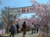 たけべの森桜まつりの写真
