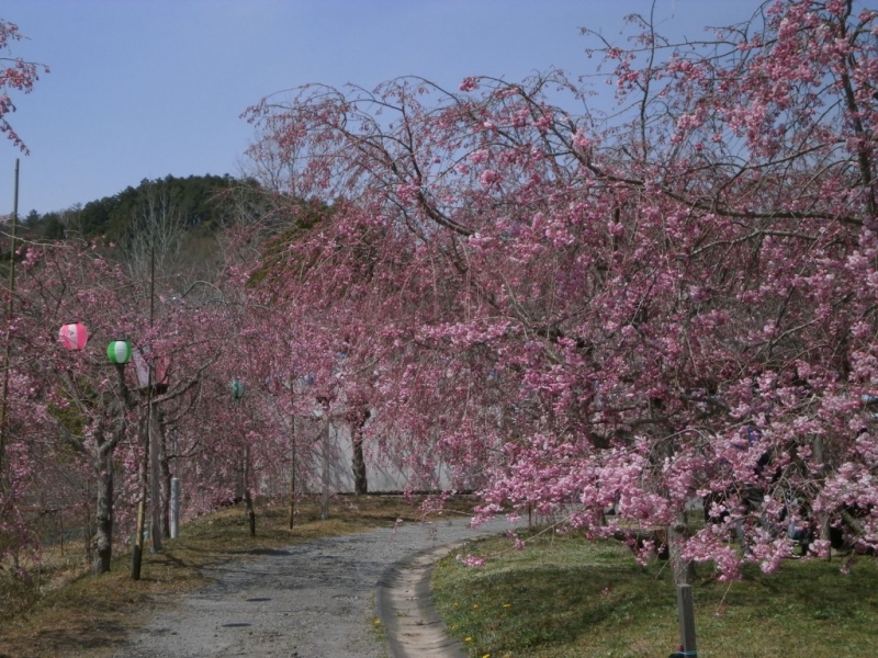 八重紅枝垂れ桜