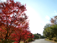たけべの森公園秋の写真2