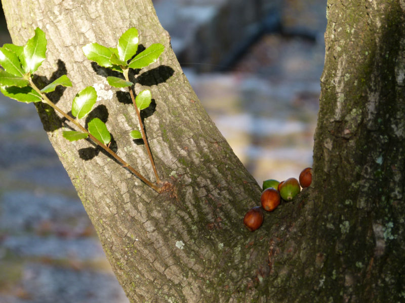 秋のこどもの森3