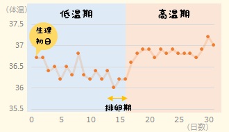 基礎体温の画像