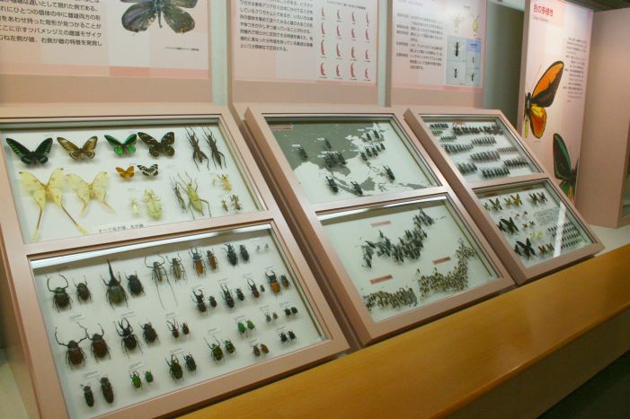 昆虫の展示の写真