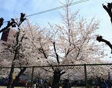 桜の画像2