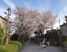 桜の画像4