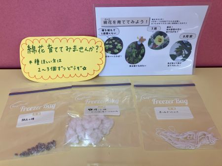 スタッフが収穫した綿の花