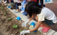 子どもたちと一緒に植えたゴーヤの苗