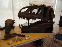 アロサウルスの頭のレプリカの写真