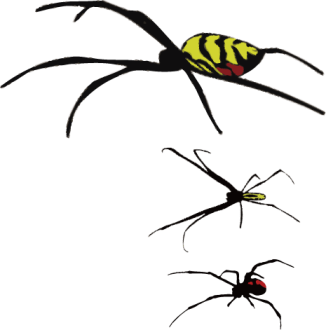 ジョロウグモとセアカゴケグモの比較イメージ図
