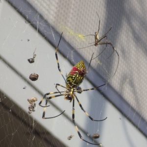 セアカゴケグモとよく間違われる生きもの2 ジョロウグモ 岡山市