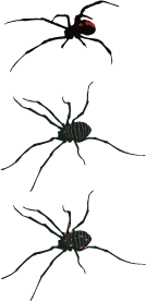 セアカゴケグモとゴホントゲザトウムシの比較イメージ