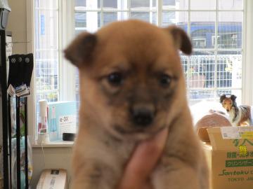 1D2025125(せとかちゃん)