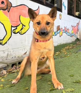 1D2025138(ショコラちゃん)