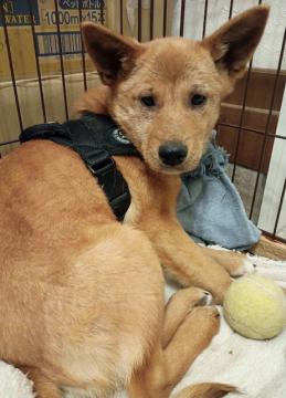 1D2025140(カブちゃん)