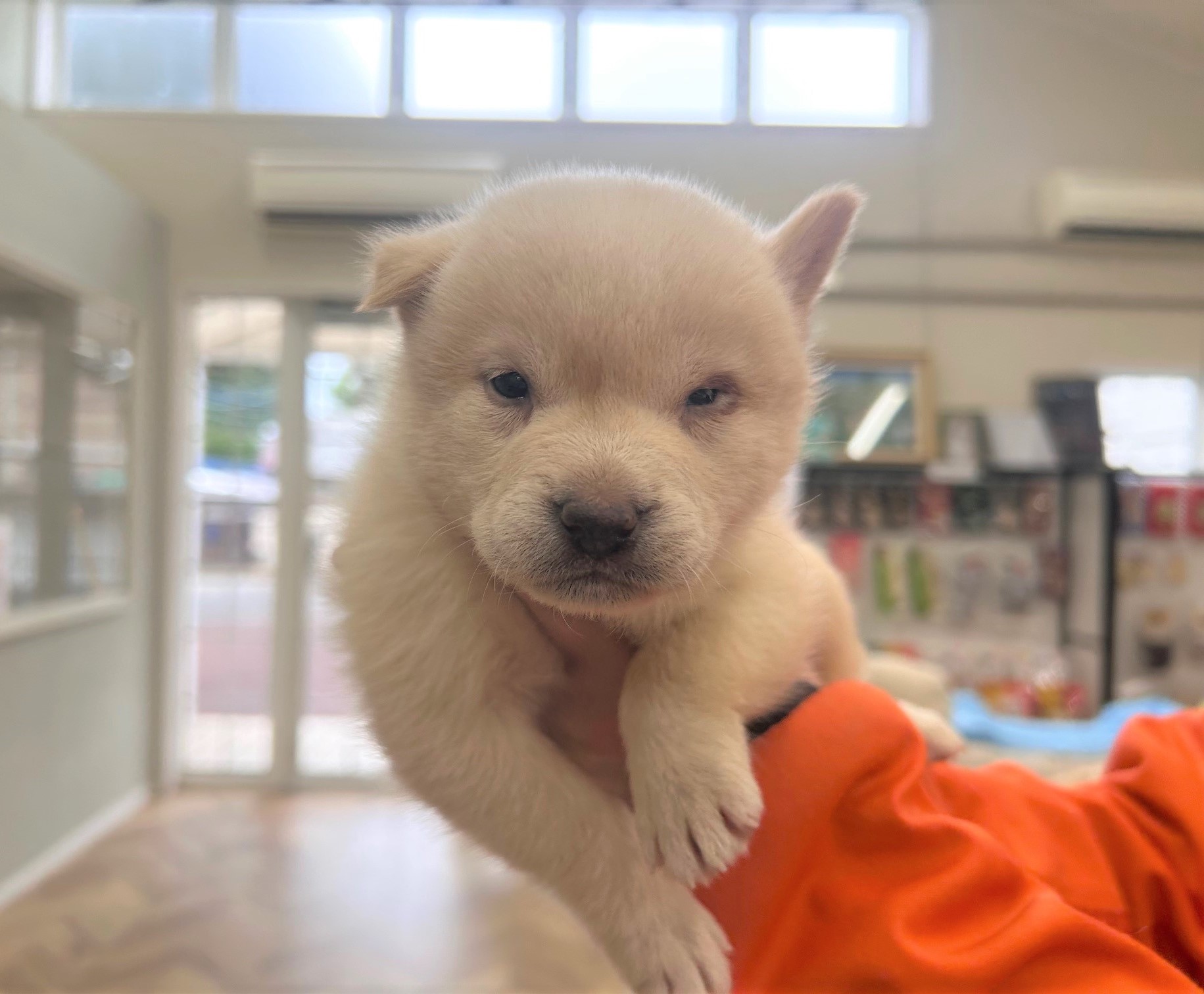 1D2025115(モモちゃん)