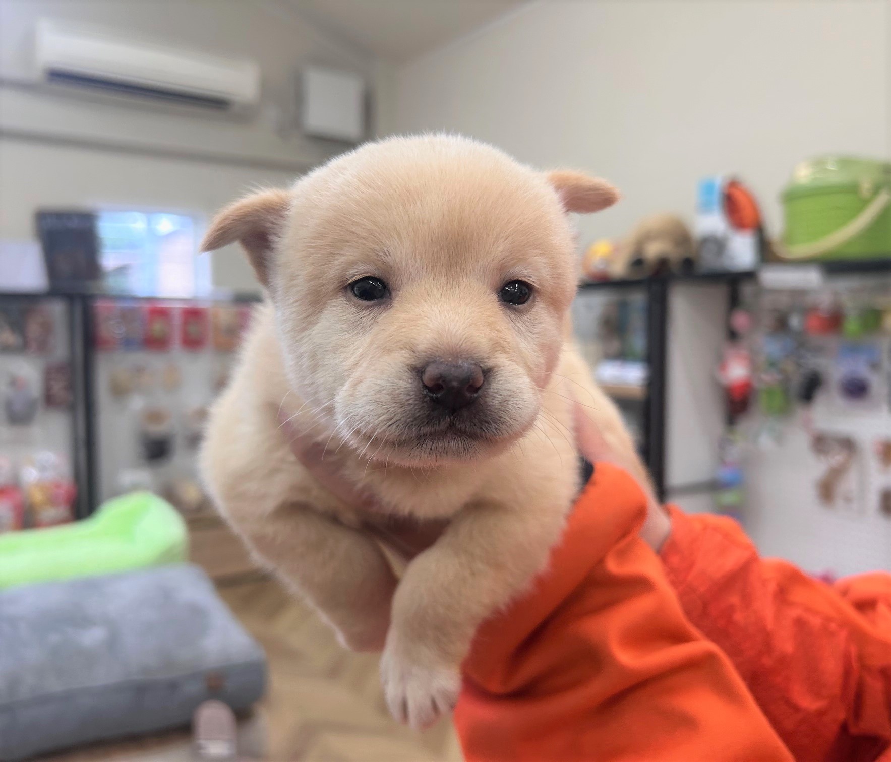 1D2025117(キピちゃん)