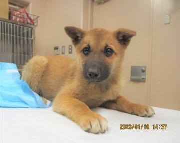 1D2025158(ミゾレちゃん)2