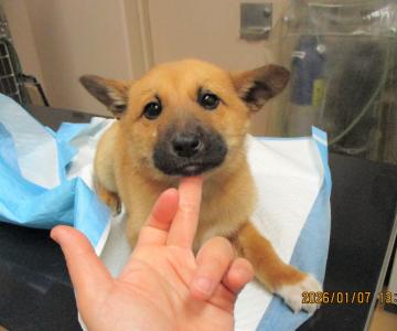 1D2025155(フブキくん)2