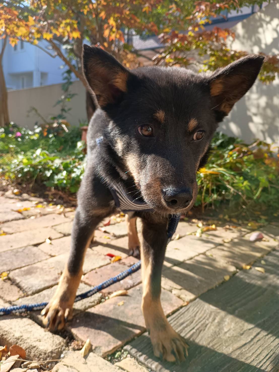 1D2025136(サンくん)