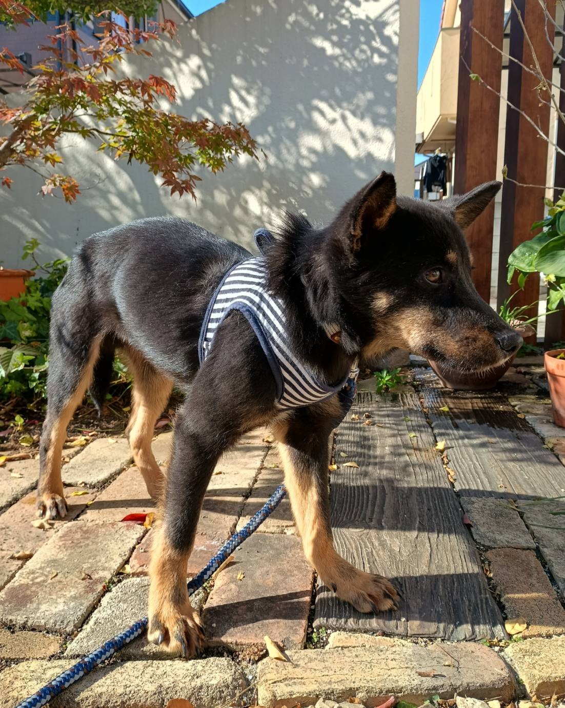 1D2025136(サンくん)2