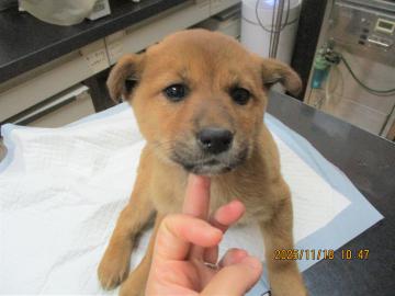 1D2025135(ココアちゃん)