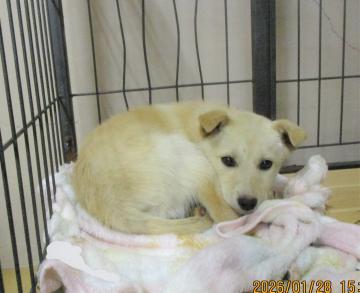 1D2025159(しずくちゃん)