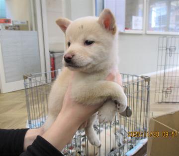 1D2025114(ベニちゃん)2