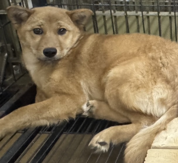 あずき（小豆）ちゃん