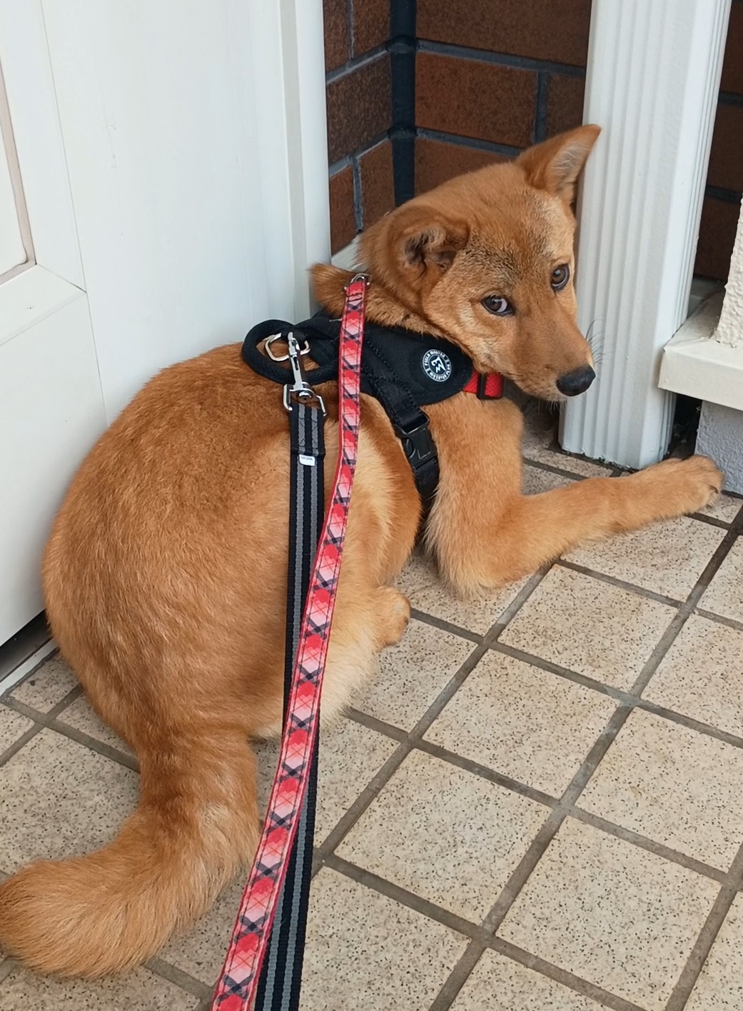 怖がるあずき（小豆）ちゃん　