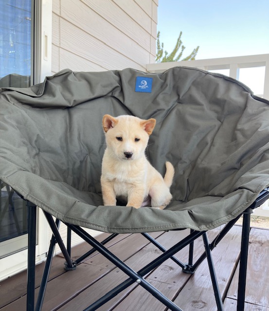 1D2025175(ベロくん)1