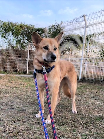 1D2024006(チップちゃん)