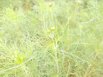 コスモスの花はまだつぼみ