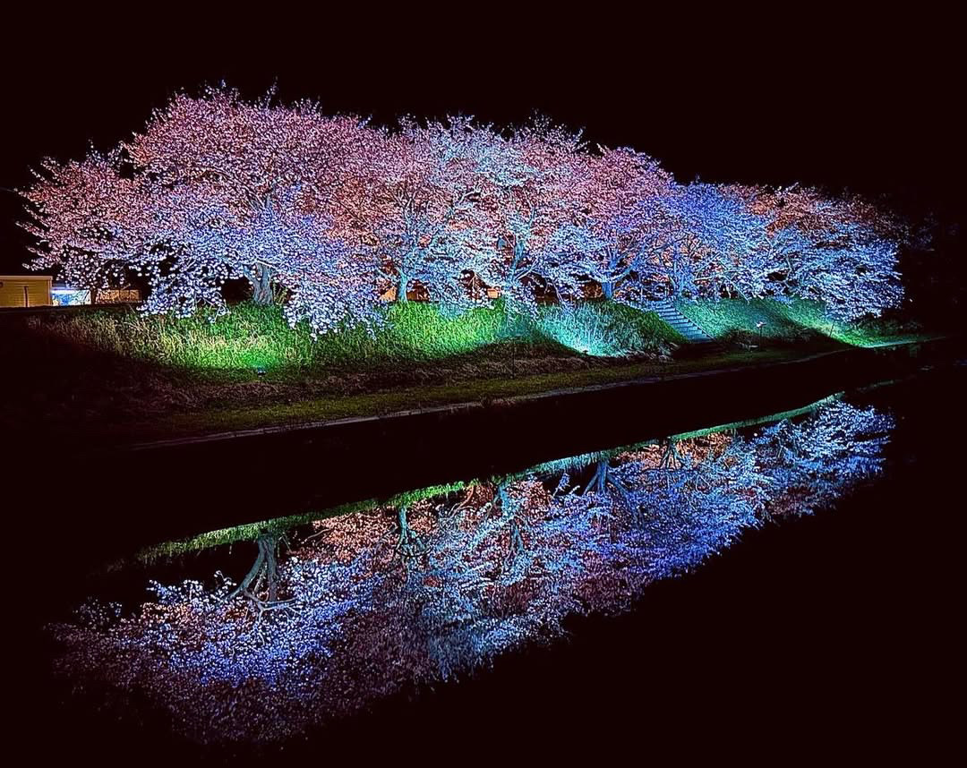 桜の写真