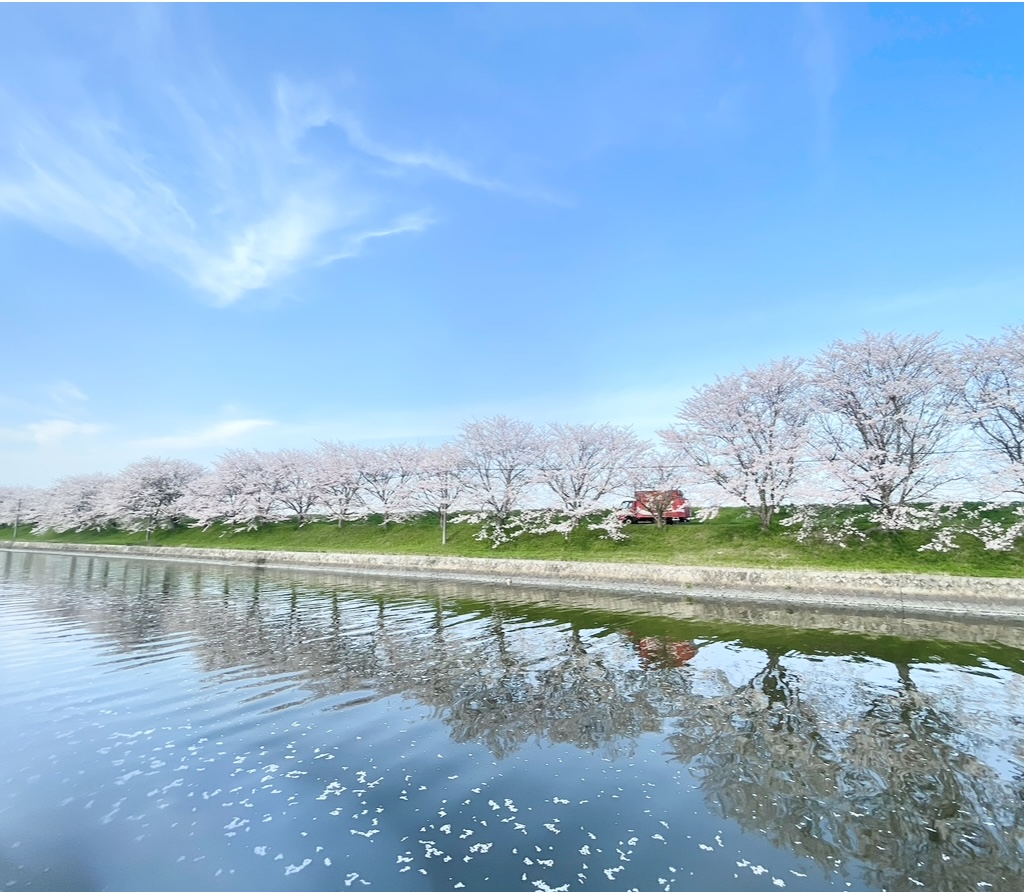 桜の写真