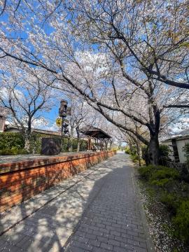 桜の写真