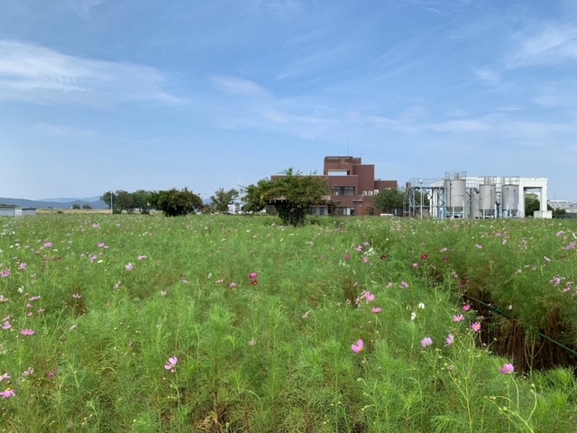 コスモスは開花し始め