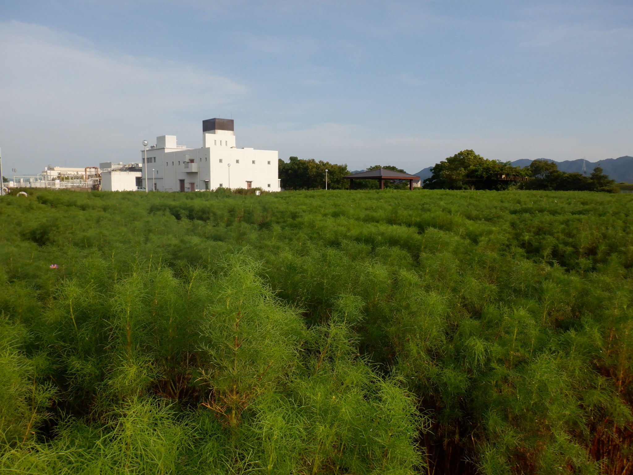 コスモスはまだ開花準備中