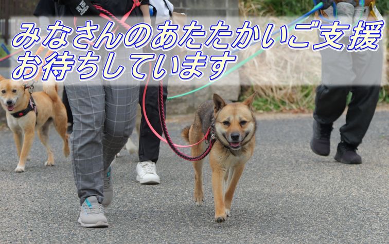 すべての保護犬を救える未来を目指して