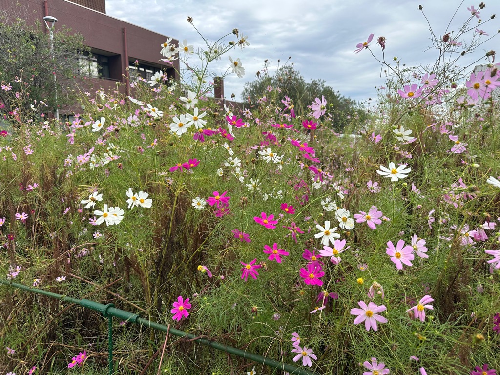 10月20日写真